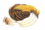 Golden Pheasant (GP)  No 1 complete head Natural